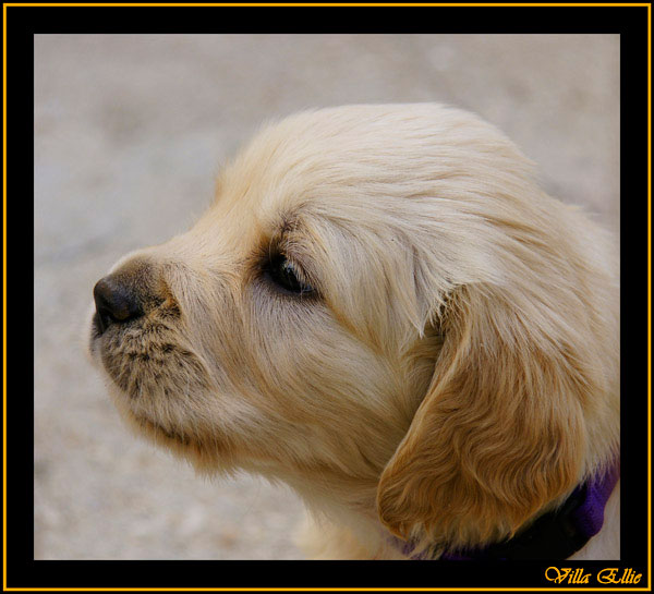 comprar golden retriever villa ellie
